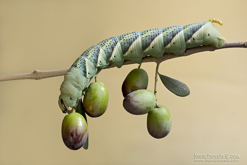 Sfinge testa di morto (Acherontia atropos)